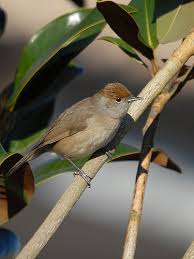 Attēlu rezultāti vaicājumam “Sylvia atricapilla”