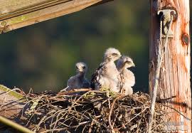 Attēlu rezultāti vaicājumam “Buteo buteo nest”
