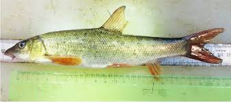 Image result for Barbus barbus