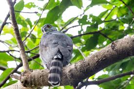 Image result for Goshawks G C