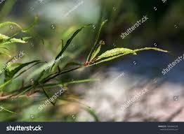 Attēlu rezultāti vaicājumam “Fagus sylvatica fo. laciniata”