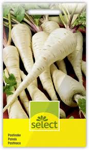 Image result for Pastinake