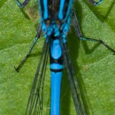 Attēlu rezultāti vaicājumam “Coenagrion puella male”