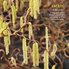 Attēlu rezultāti vaicājumam “Corylus avellana female flower”