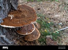 Attēlu rezultāti vaicājumam “Phellinus”