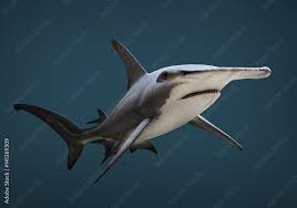 Image result for Sphyrna