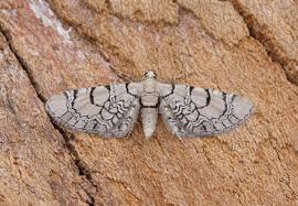 Attēlu rezultāti vaicājumam “Eupithecia venosata”