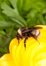 Attēlu rezultāti vaicājumam “Bombus”