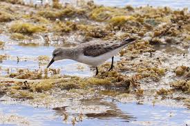 Image result for Calidris ruficollis