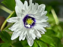 Attēlu rezultāti vaicājumam “Anemone nemorosa”