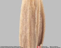 Attēlu rezultāti vaicājumam “Poa pratensis fruit”