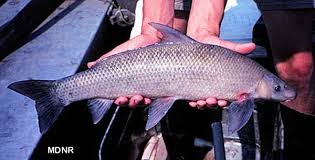 Image result for Cycleptus elongatus