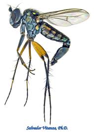 Attēlu rezultāti vaicājumam “Dolichopodidae”