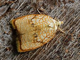 Attēlu rezultāti vaicājumam “Acleris forsskaleana”