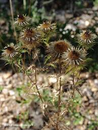 Attēlu rezultāti vaicājumam “Carlina vulgaris”