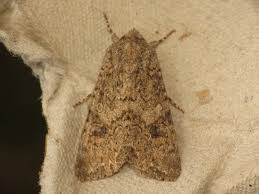 Attēlu rezultāti vaicājumam “Hadula trifolii”