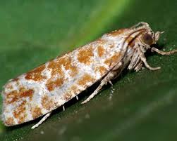 Attēlu rezultāti vaicājumam “Rhyacionia pinicolana”