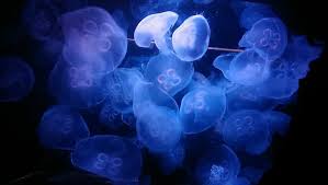 Attēlu rezultāti vaicājumam “Aurelia aurita”