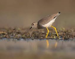 Image result for Vanellus leucurus