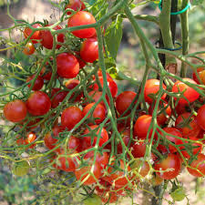 Afbeeldingsresultaat voor rose quartz tomato