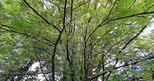 Attēlu rezultāti vaicājumam “Pterocarya fraxinifolia leaf”