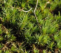 Attēlu rezultāti vaicājumam “Polytrichum juniperinum sporophyte”