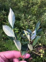Attēlu rezultāti vaicājumam “Aronia melanocarpa bud”