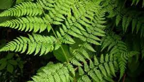 Attēlu rezultāti vaicājumam “Dryopteris expansa”