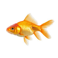 Attēlu rezultāti vaicājumam “Carassius auratus”