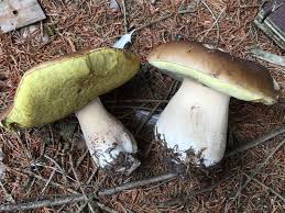Attēlu rezultāti vaicājumam “Boletus edulis”