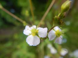 Attēlu rezultāti vaicājumam “Alisma plantago-aquatica flower”