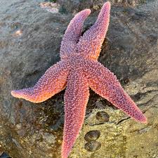 Image result for Cucumaria frondosa