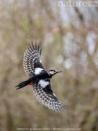 Attēlu rezultāti vaicājumam “Dendrocopos major male”