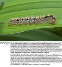 Attēlu rezultāti vaicājumam “Lasiocampa quercus imago”