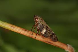 Attēlu rezultāti vaicājumam “Aphrophora alni”