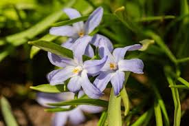 Attēlu rezultāti vaicājumam “Scilla luciliae”