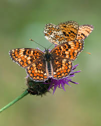 Attēlu rezultāti vaicājumam “Melitaea phoebe”