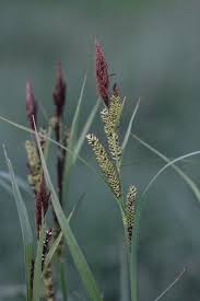 Attēlu rezultāti vaicājumam “Carex acutiformis fruit”