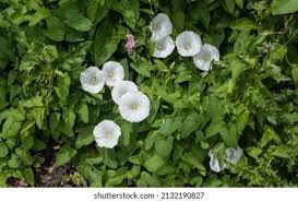 Attēlu rezultāti vaicājumam “Calystegia inflata flower”