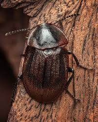 Attēlu rezultāti vaicājumam “Phosphuga atrata”