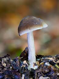 Attēlu rezultāti vaicājumam “Tubiferaceae”