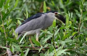 Attēlu rezultāti vaicājumam “Nycticorax nycticorax”