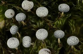 Attēlu rezultāti vaicājumam “Physarum leucopus stalked”