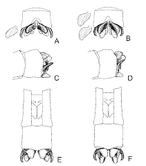 Attēlu rezultāti vaicājumam “Coenagrion pulchellum male”