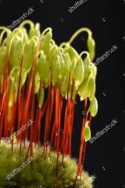 Attēlu rezultāti vaicājumam “Amblystegium serpens”