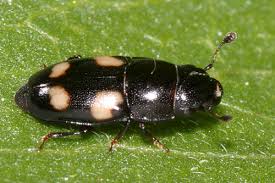 Attēlu rezultāti vaicājumam “Glischrochilus quadripunctatus imago”