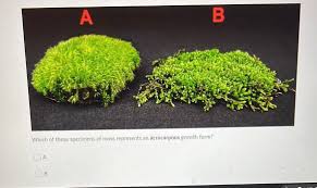 Attēlu rezultāti vaicājumam “Acrocarpous mosses”