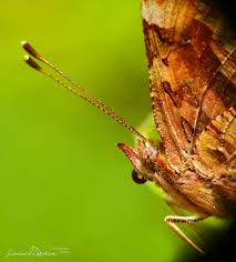 Attēlu rezultāti vaicājumam “Polygonia c-album underside”