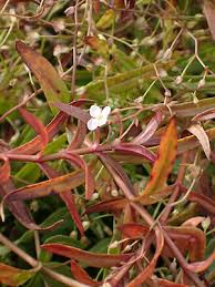 Attēlu rezultāti vaicājumam “Veronica scutellata bud”