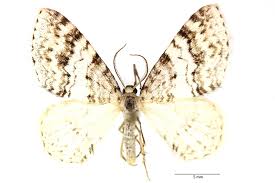 Attēlu rezultāti vaicājumam “Venusia blomeri”